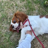 A pet in our care