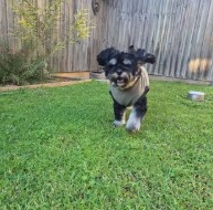 A pet in our care