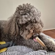 Pet in our care, photo 45