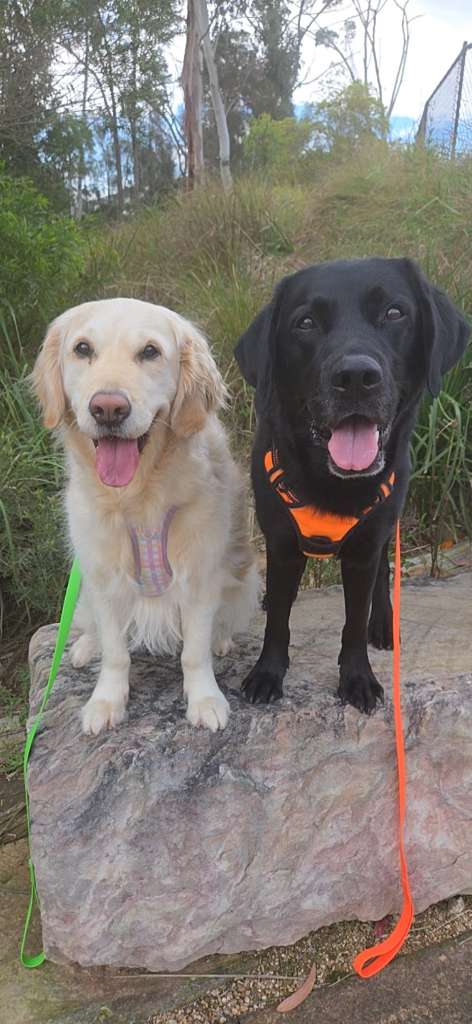 Frankie and Caddey out on a walk