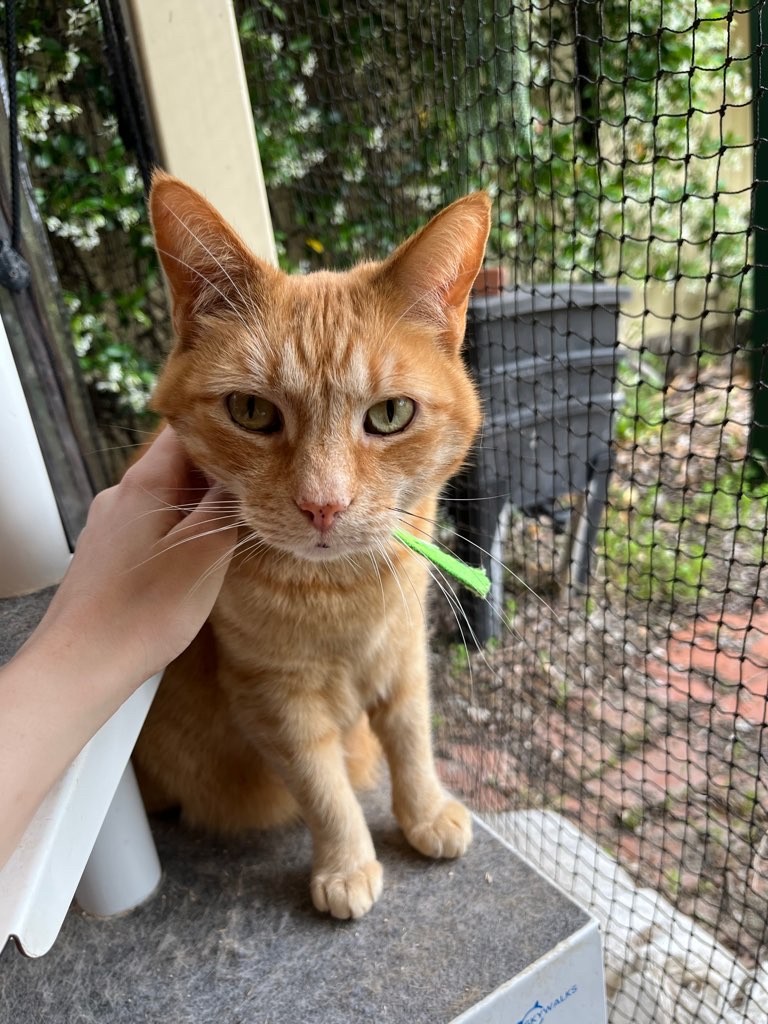 Lolly, a pet in our care