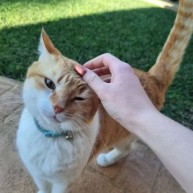 Pet in our care, photo 43