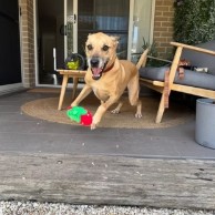 Pet in our care, photo 5