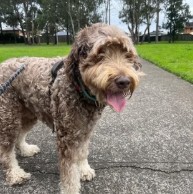 Pet in our care, photo 30