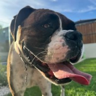 Pet in our care, photo 66