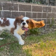 Pet in our care, photo 67