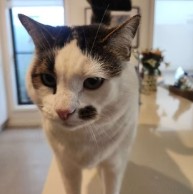 Pet in our care, photo 6