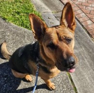 Pet in our care, photo 23
