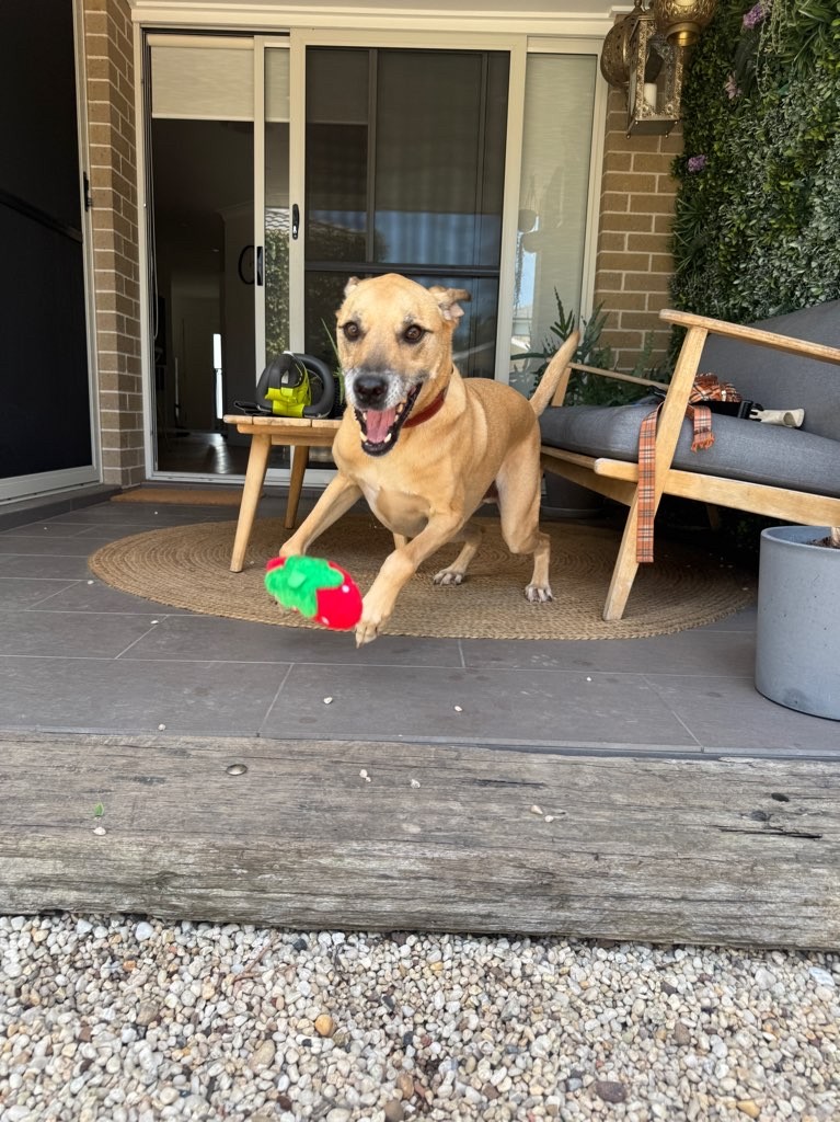 Leo, a pet in our care