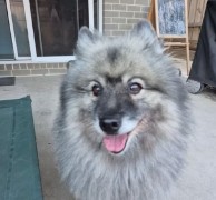 Pet in our care, photo 57