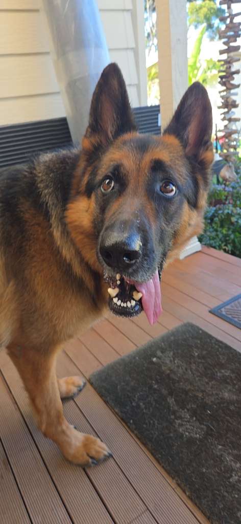 Buddy, a dog in our care