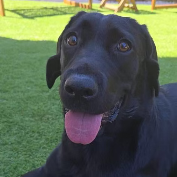 Kiki, a black Labrador in our care