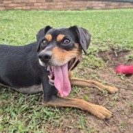 Pet in our care, photo 29
