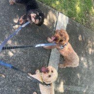 Pet in our care, photo 19