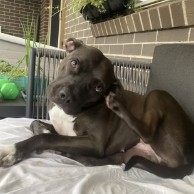 Pet in our care, photo 1