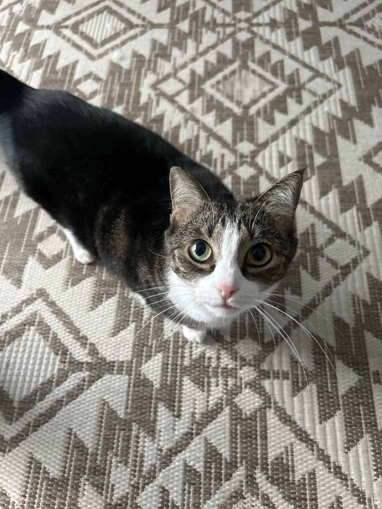 A cat relaxing at home on their own bed