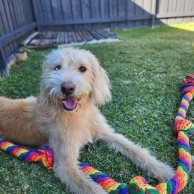 Pet in our care, photo 25