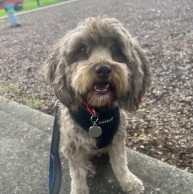 Pet in our care, photo 18