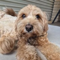 Pet in our care, photo 39