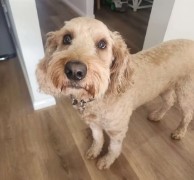 Pet in our care, photo 56