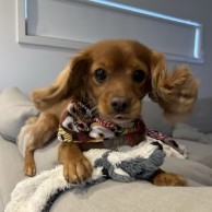 A pet in our care
