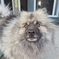 Pet in our care, photo 55