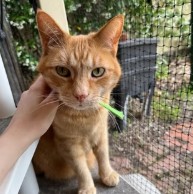 Pet in our care, photo 3