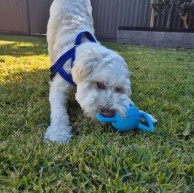 A pet in our care