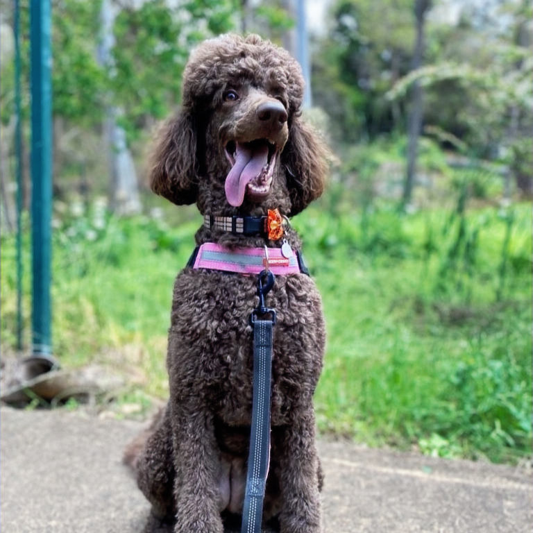 A curly-coated dog on a lead during a Lulu & Co dog walk