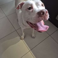 Pet in our care, photo 37